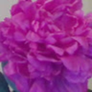 Meet your Posher, Claire